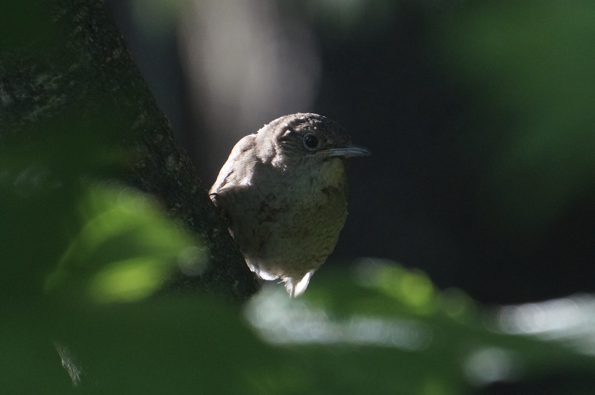 House Wren - ML246948091