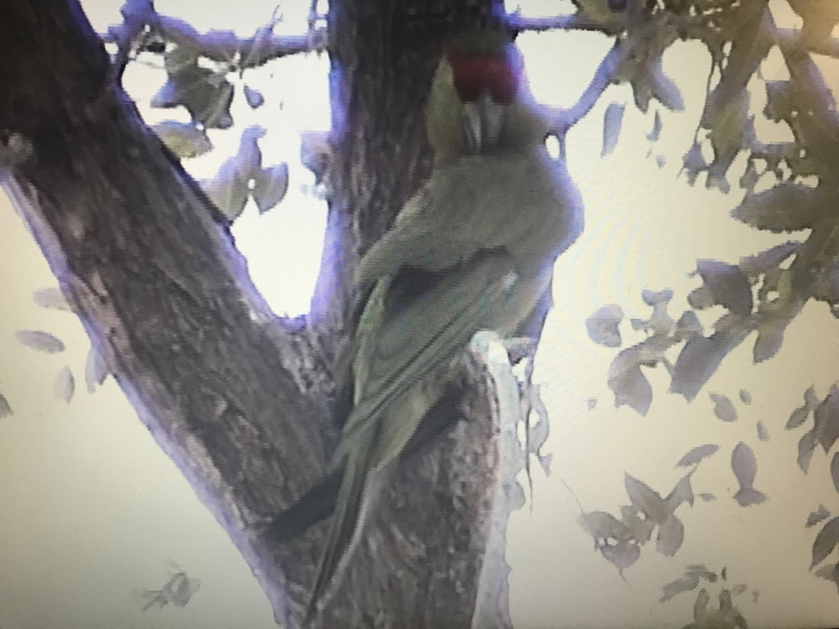 Thick-billed Parrot - ML246948471