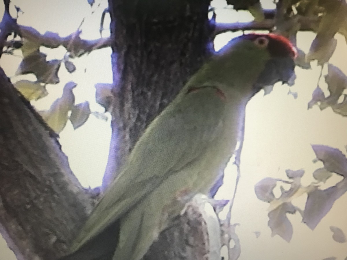 Conure à gros bec - ML246948491