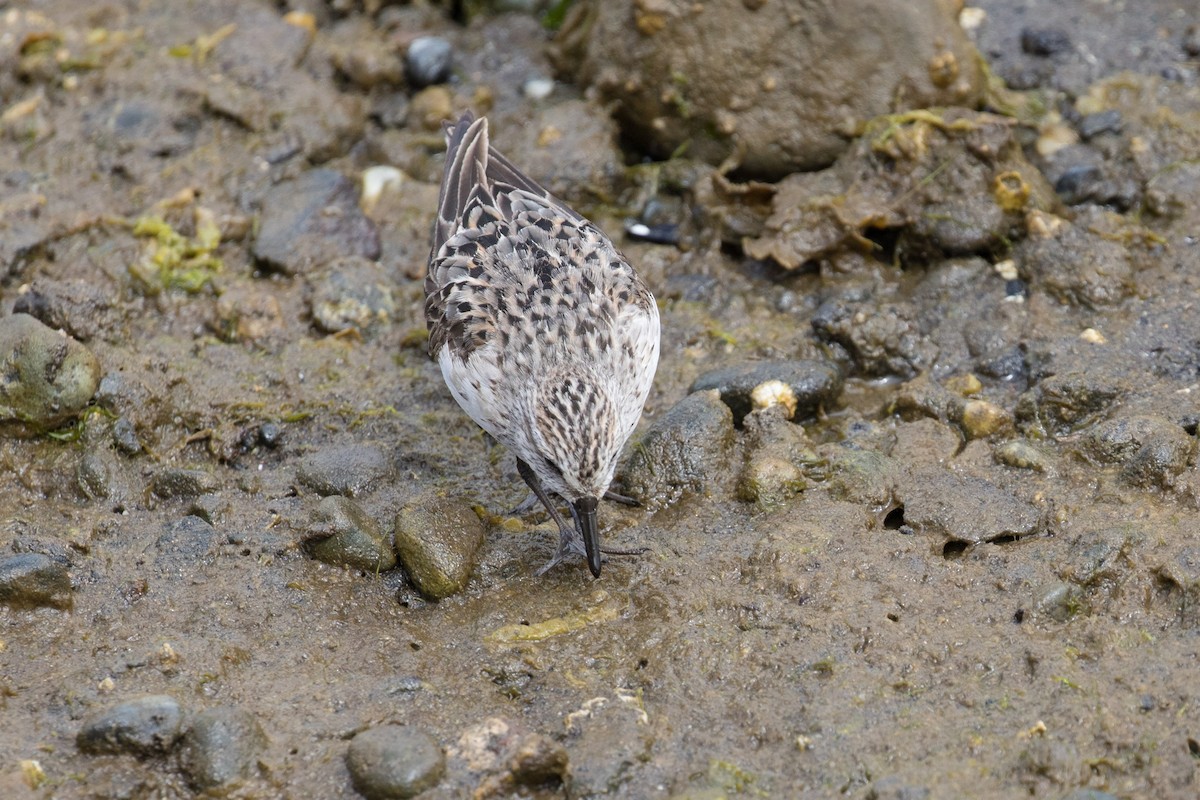 Semipalmated Sandpiper - Wayne Sladek