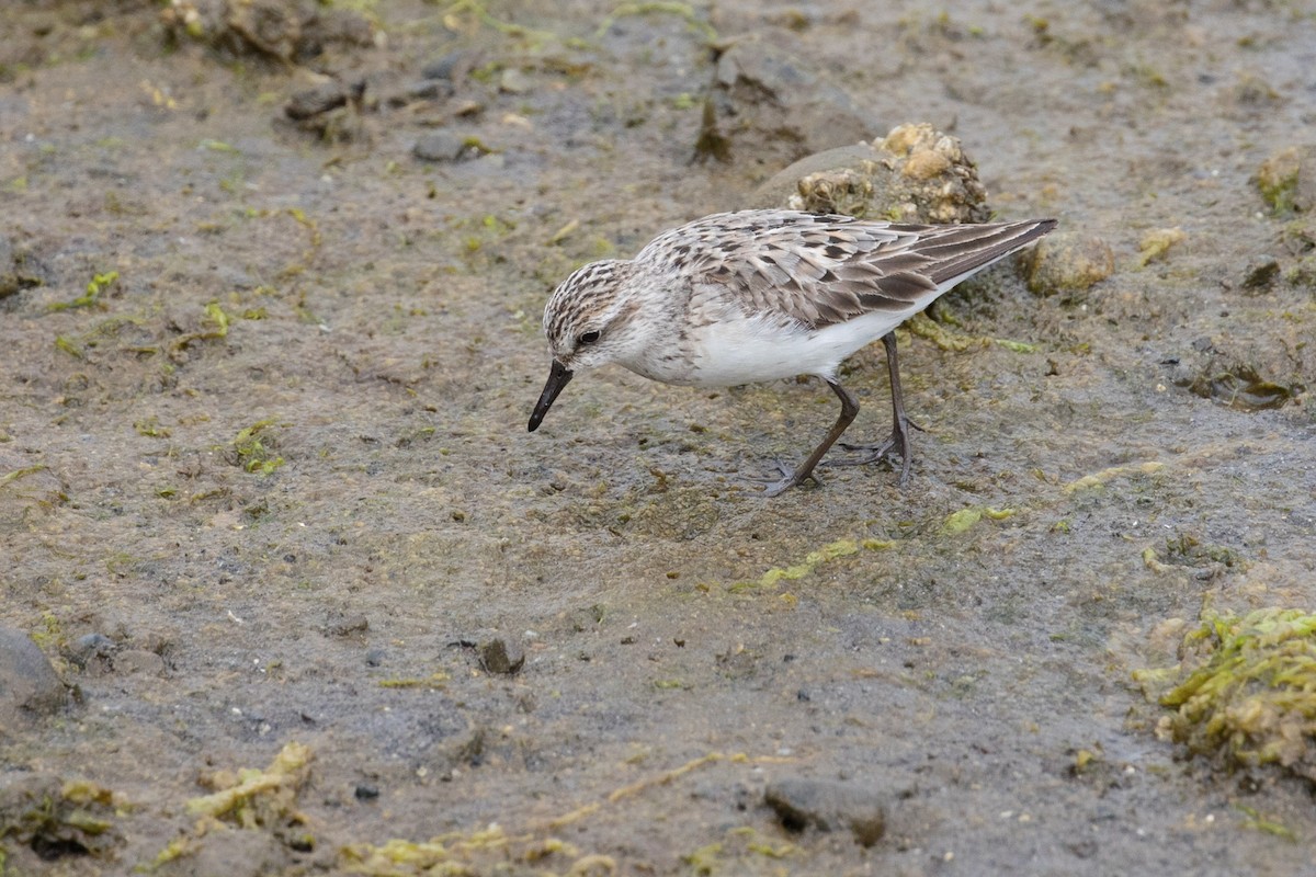 Semipalmated Sandpiper - Wayne Sladek