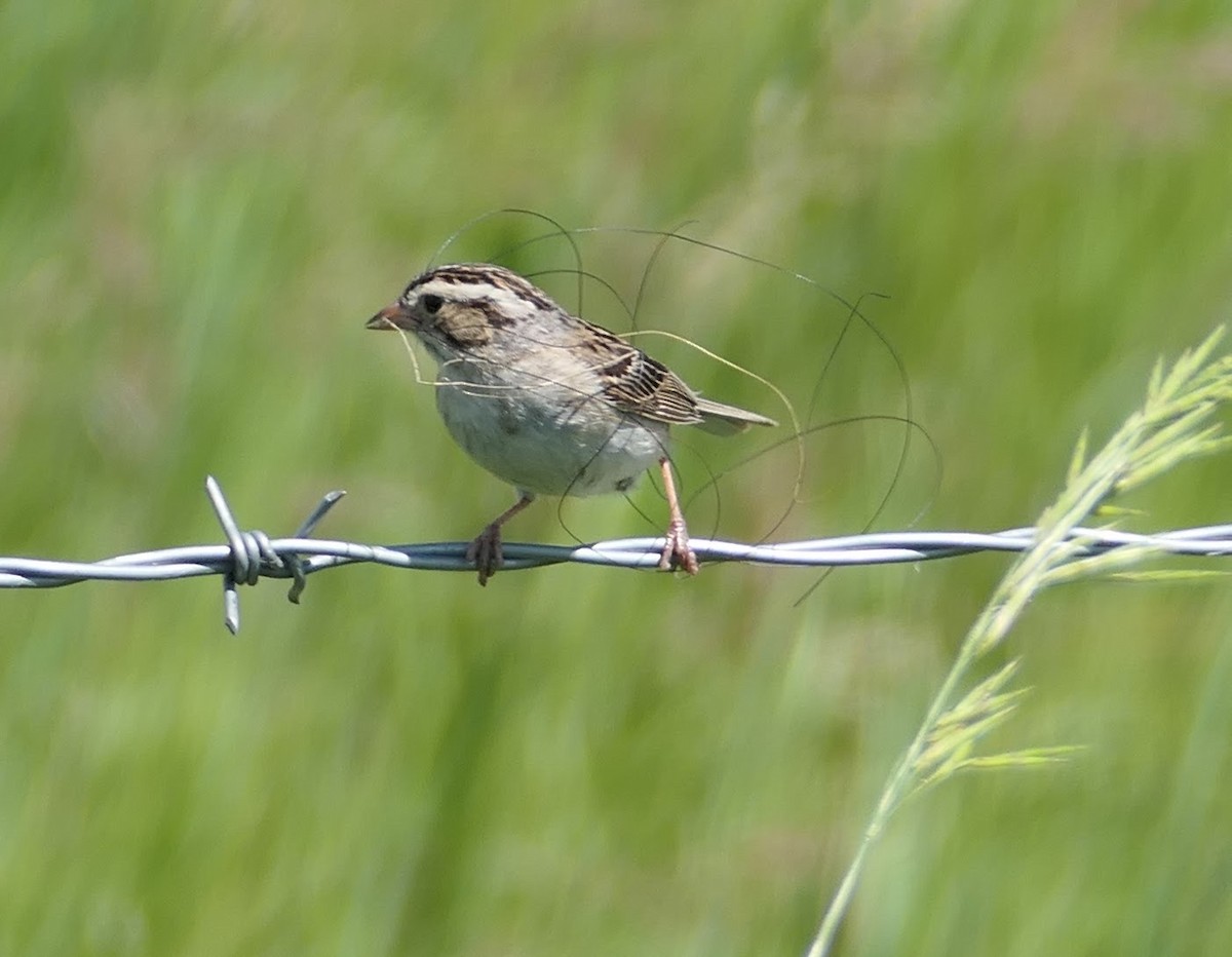 Clay-colored Sparrow - ML246950771