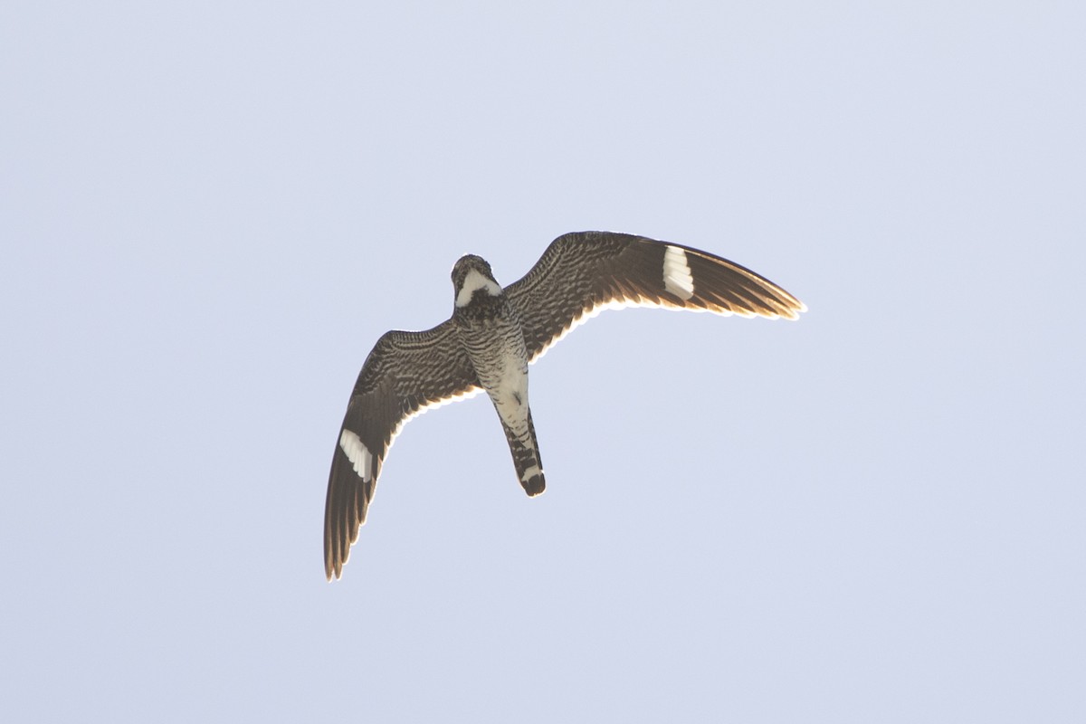 Common Nighthawk - Eliot VanOtteren