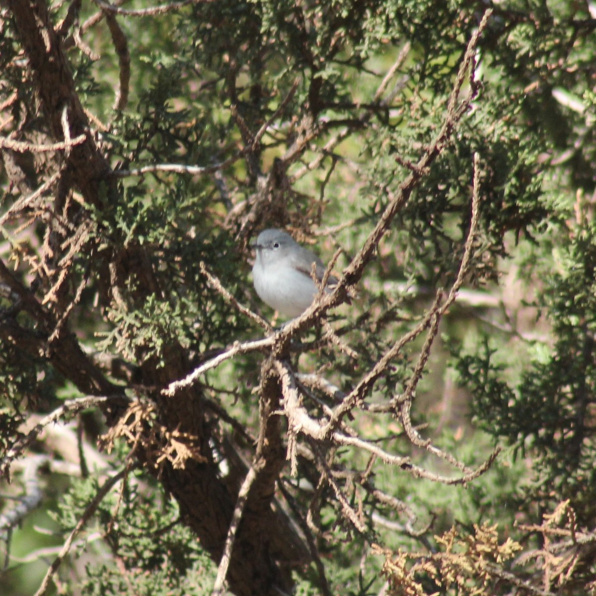 Blue-gray Gnatcatcher (Western) - ML246952201