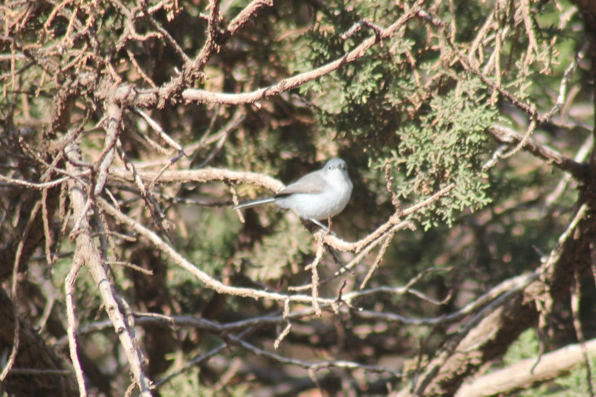 Blue-gray Gnatcatcher (Western) - ML246952211
