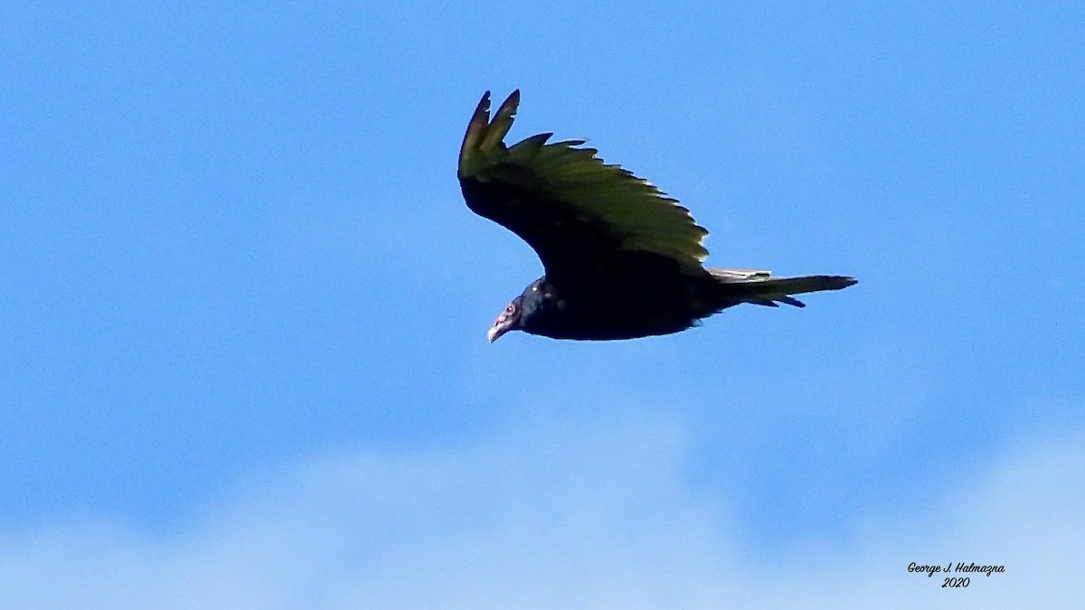 Turkey Vulture - George Halmazna