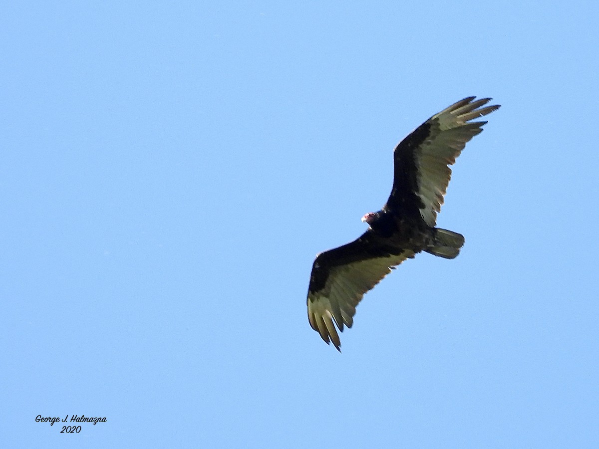 Turkey Vulture - George Halmazna