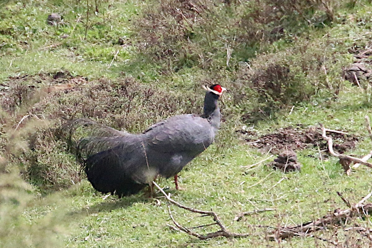 Blue Eared-Pheasant - ML246955391