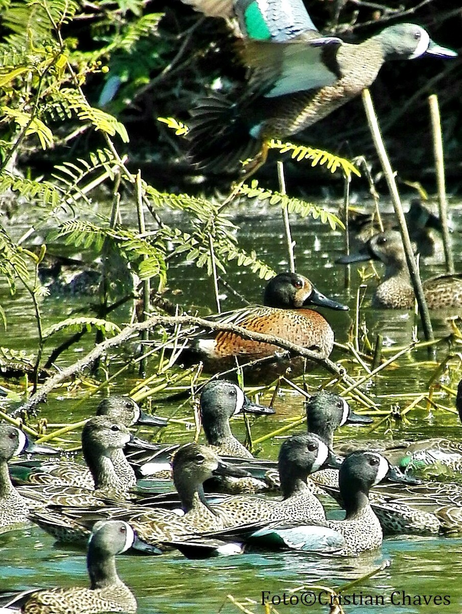 Blue-winged/Cinnamon Teal - David Rodríguez Arias