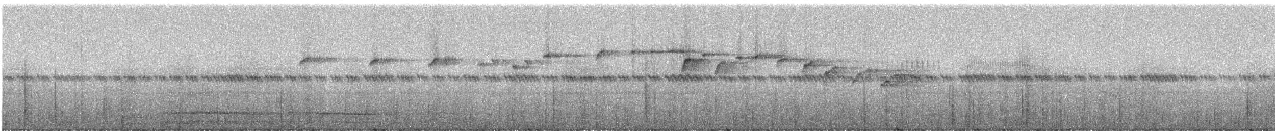 Rhipidure des Salomon (russata/kuperi) - ML246956