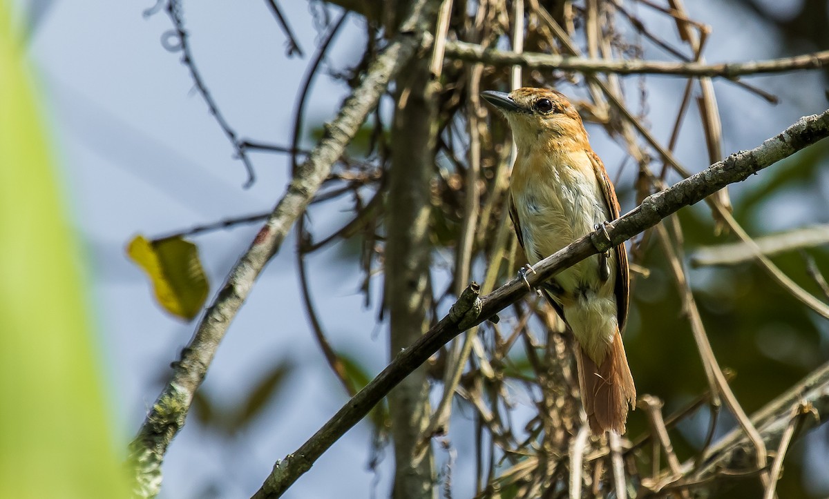 Cinereous Becard - David Monroy Rengifo