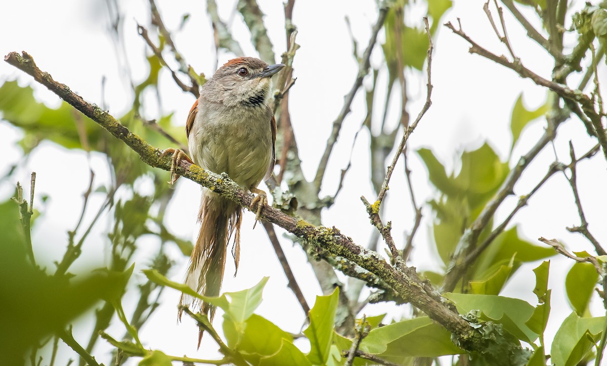 Pale-breasted Spinetail - ML246957631