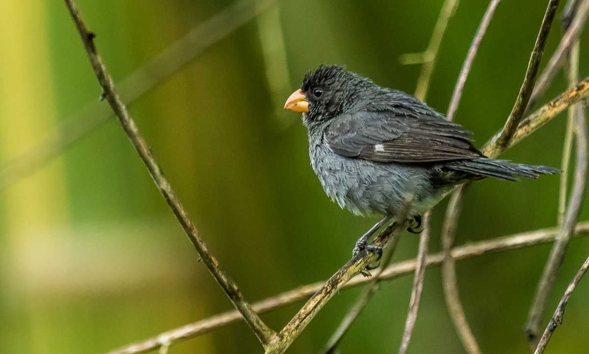 Gray Seedeater - David Monroy Rengifo