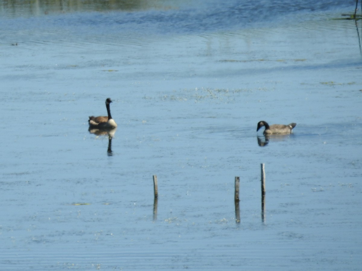 Canada Goose - ML246958231