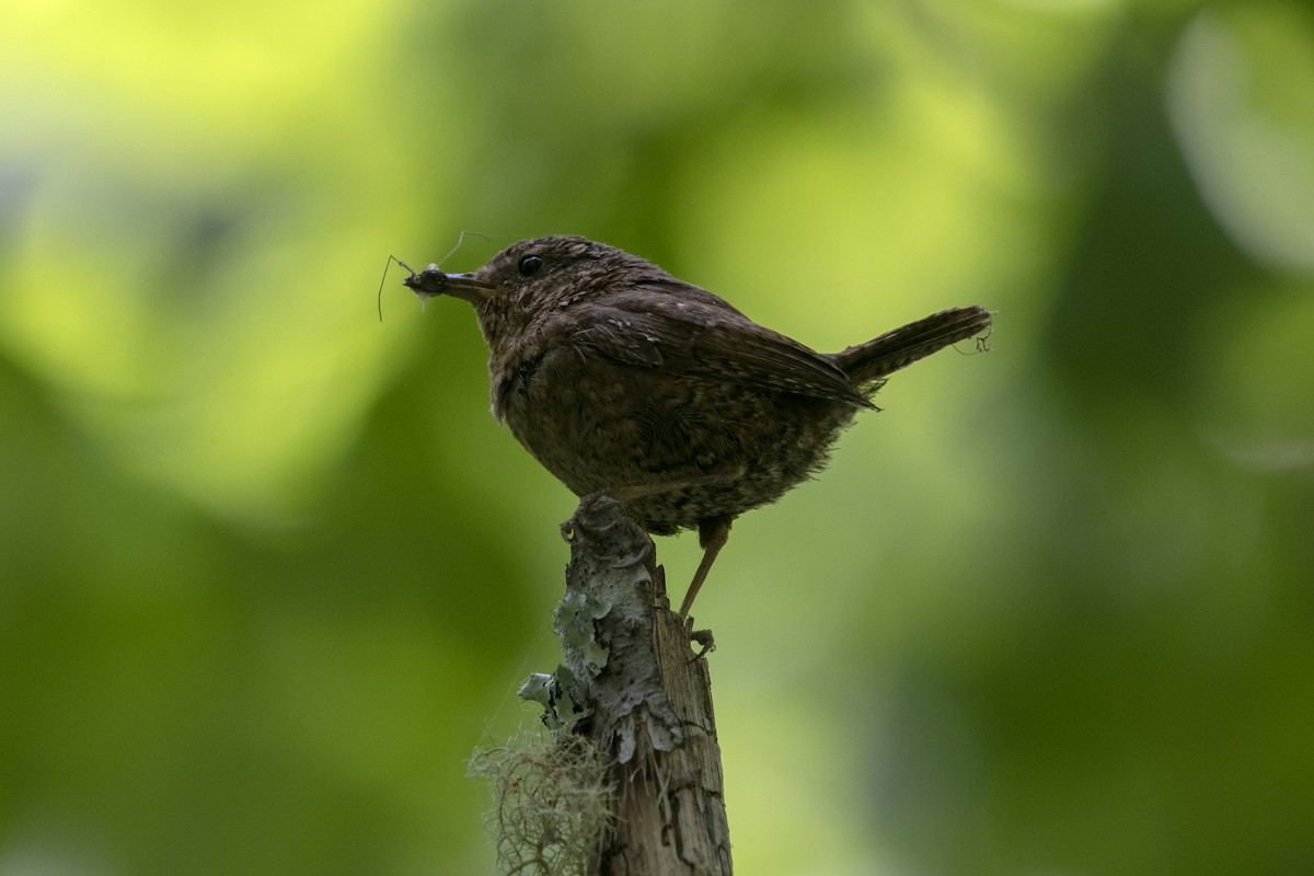 Pacific Wren - ML246958481