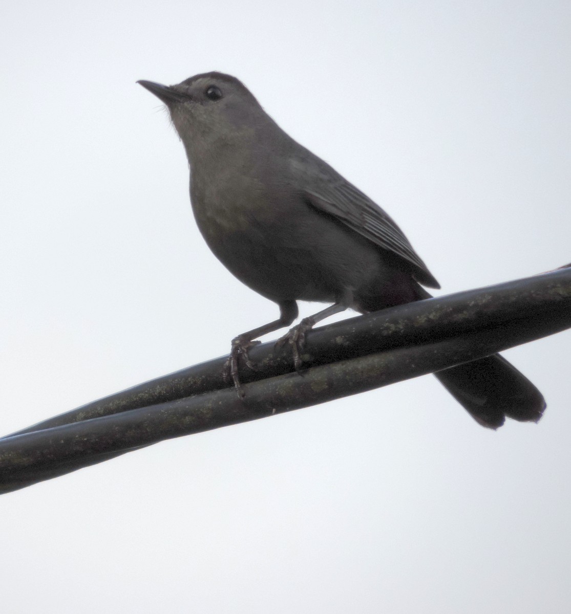 Gray Catbird - ML246958861