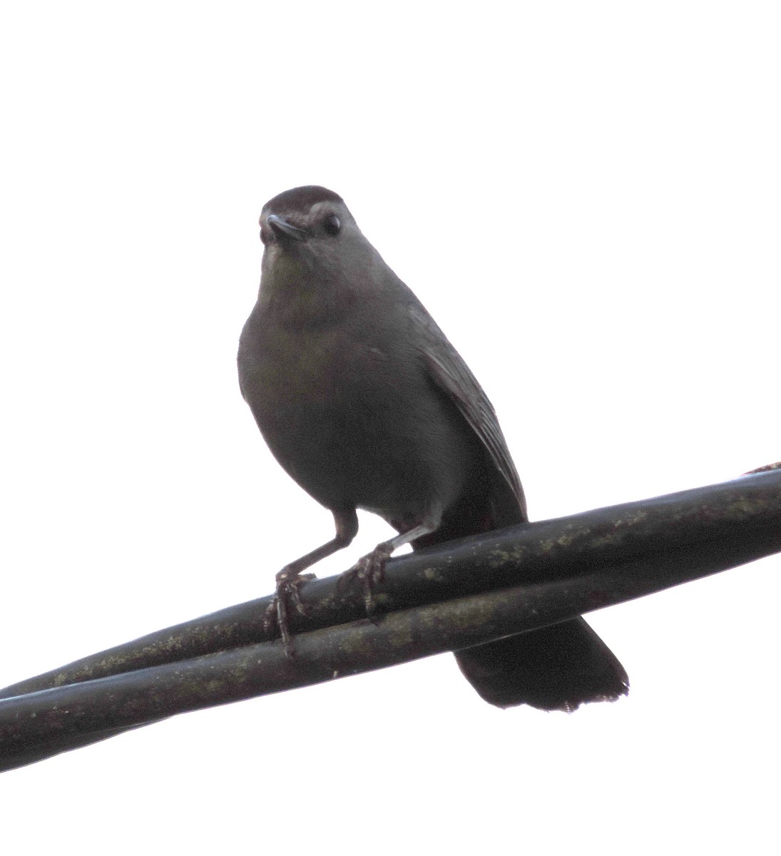 Gray Catbird - ML246958961