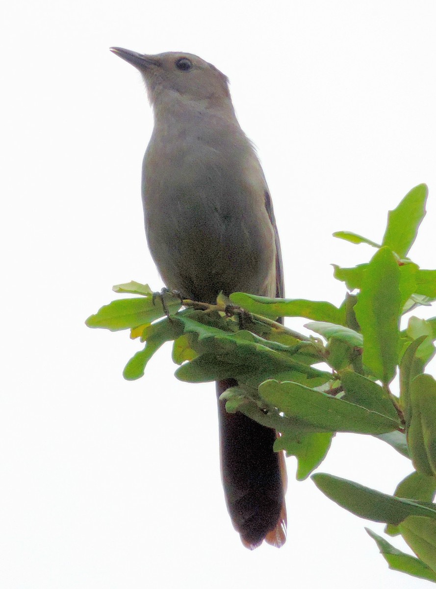 Gray Catbird - ML246959111