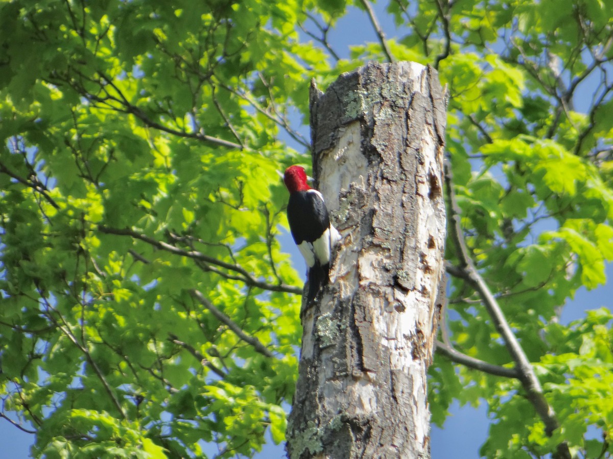 Red-headed Woodpecker - ML246959311