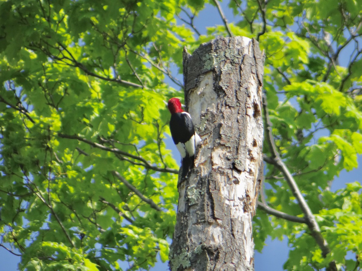 Pic à tête rouge - ML246959311