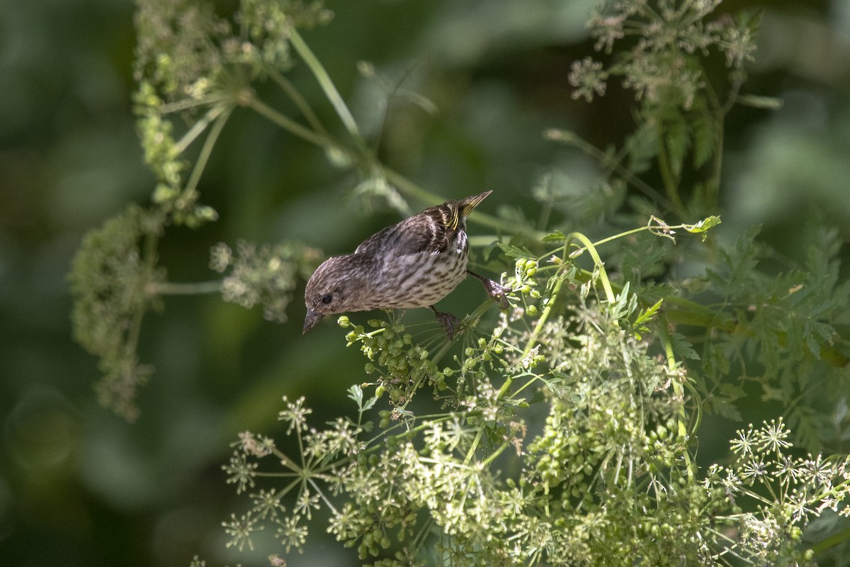 Pine Siskin - ML246960121