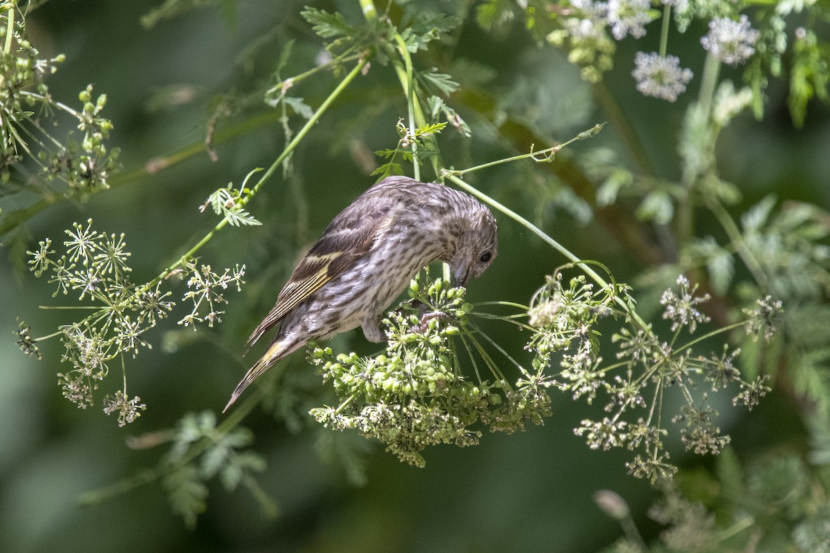 Pine Siskin - ML246960281