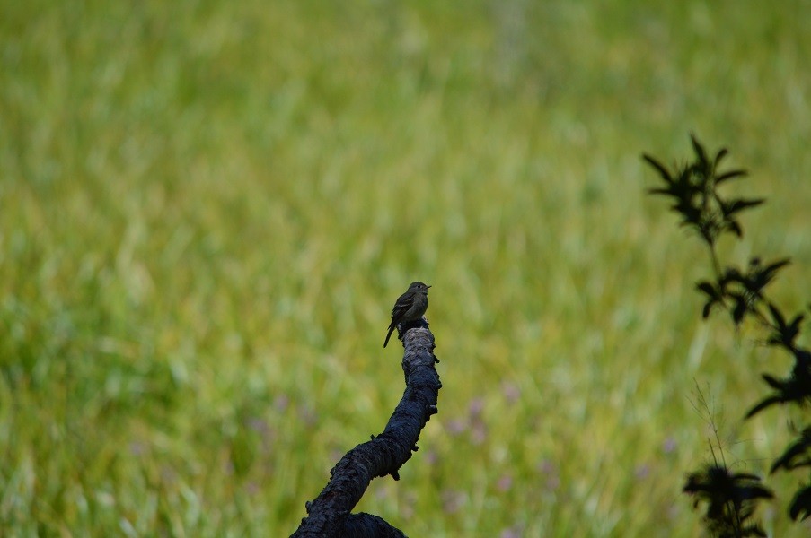 Dusky Flycatcher - ML246960541