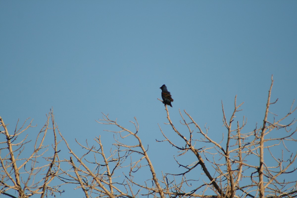 Blue Grosbeak - Aidan Cullen