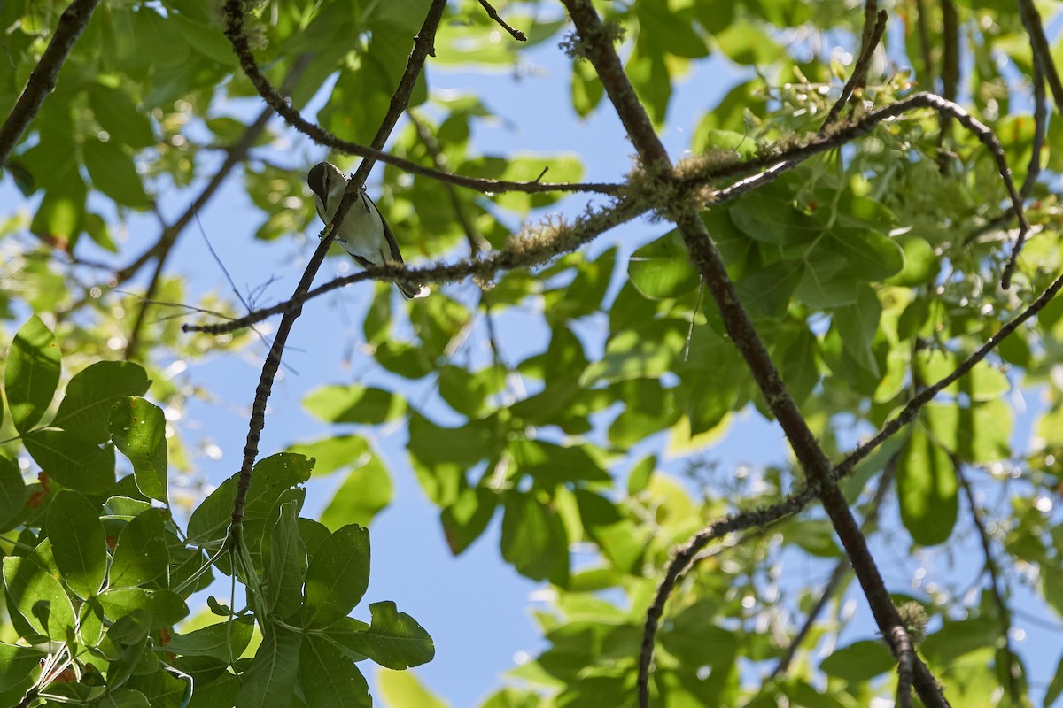 Red-eyed Vireo - ML246962451