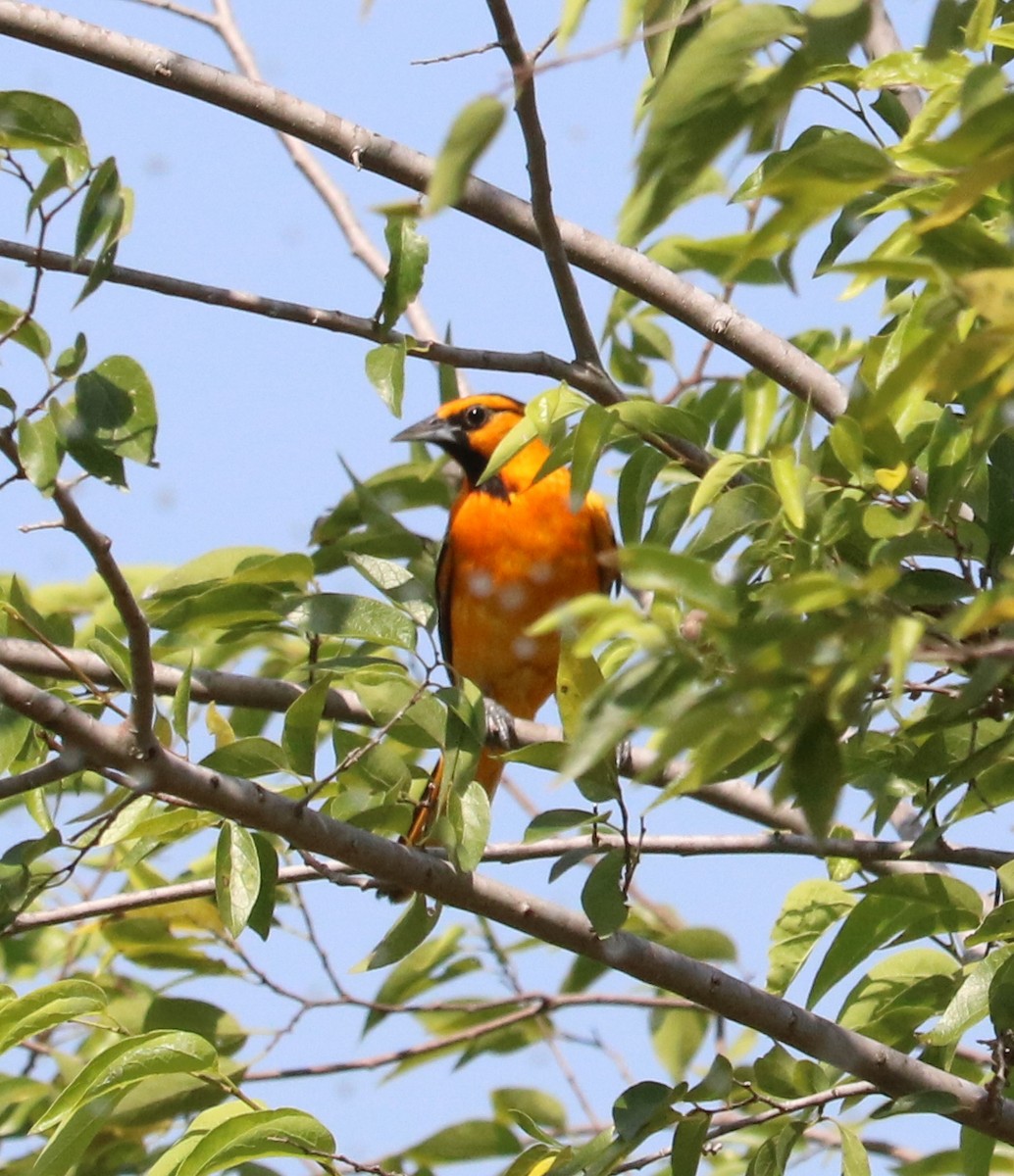 Bullock's Oriole - ML246962541