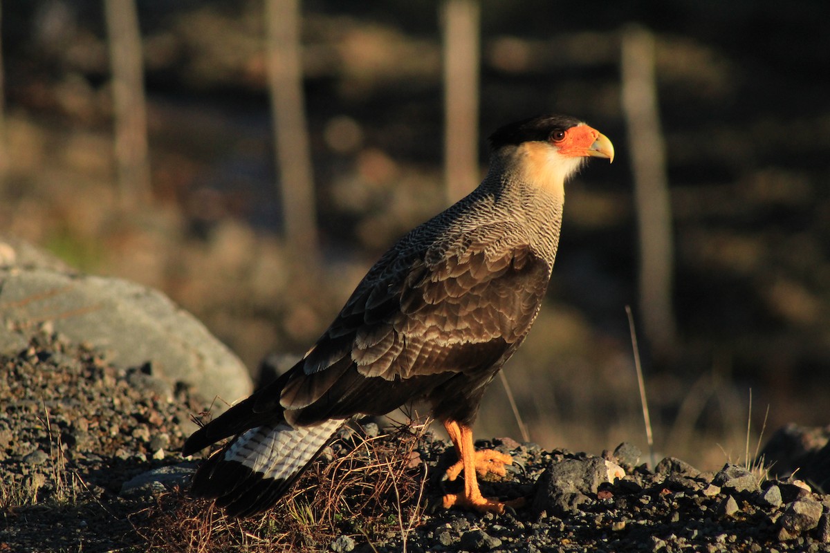 Crested Caracara (Southern) - ML246962591