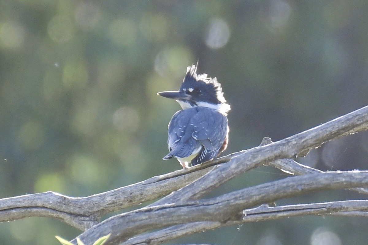 Belted Kingfisher - ML246963511