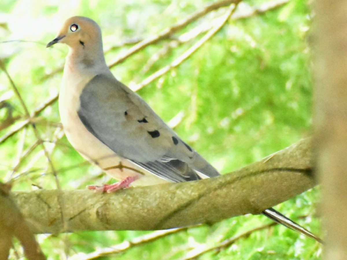 Mourning Dove - ML246964961