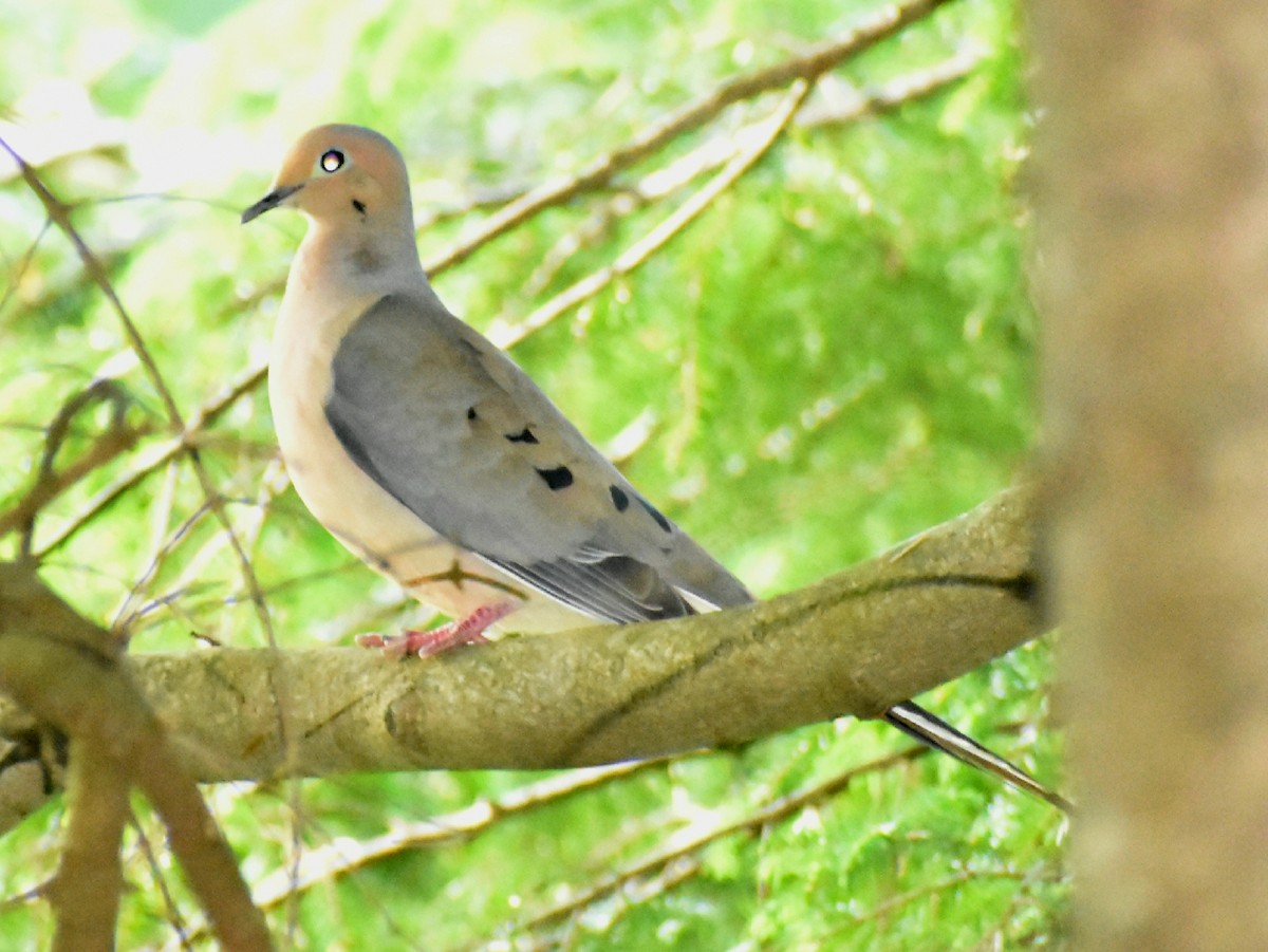 Mourning Dove - ML246964981