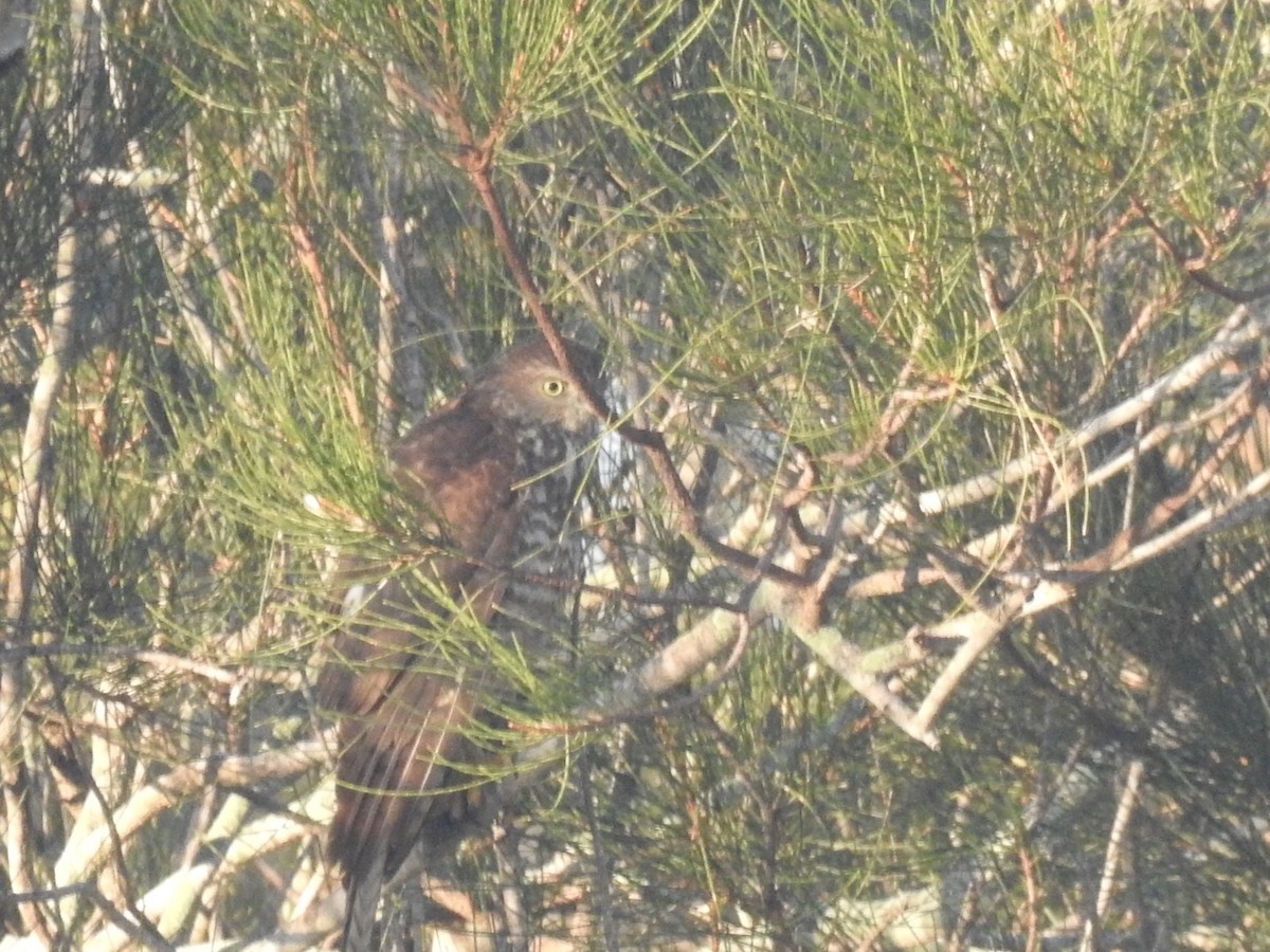 Collared Sparrowhawk - ML246965611
