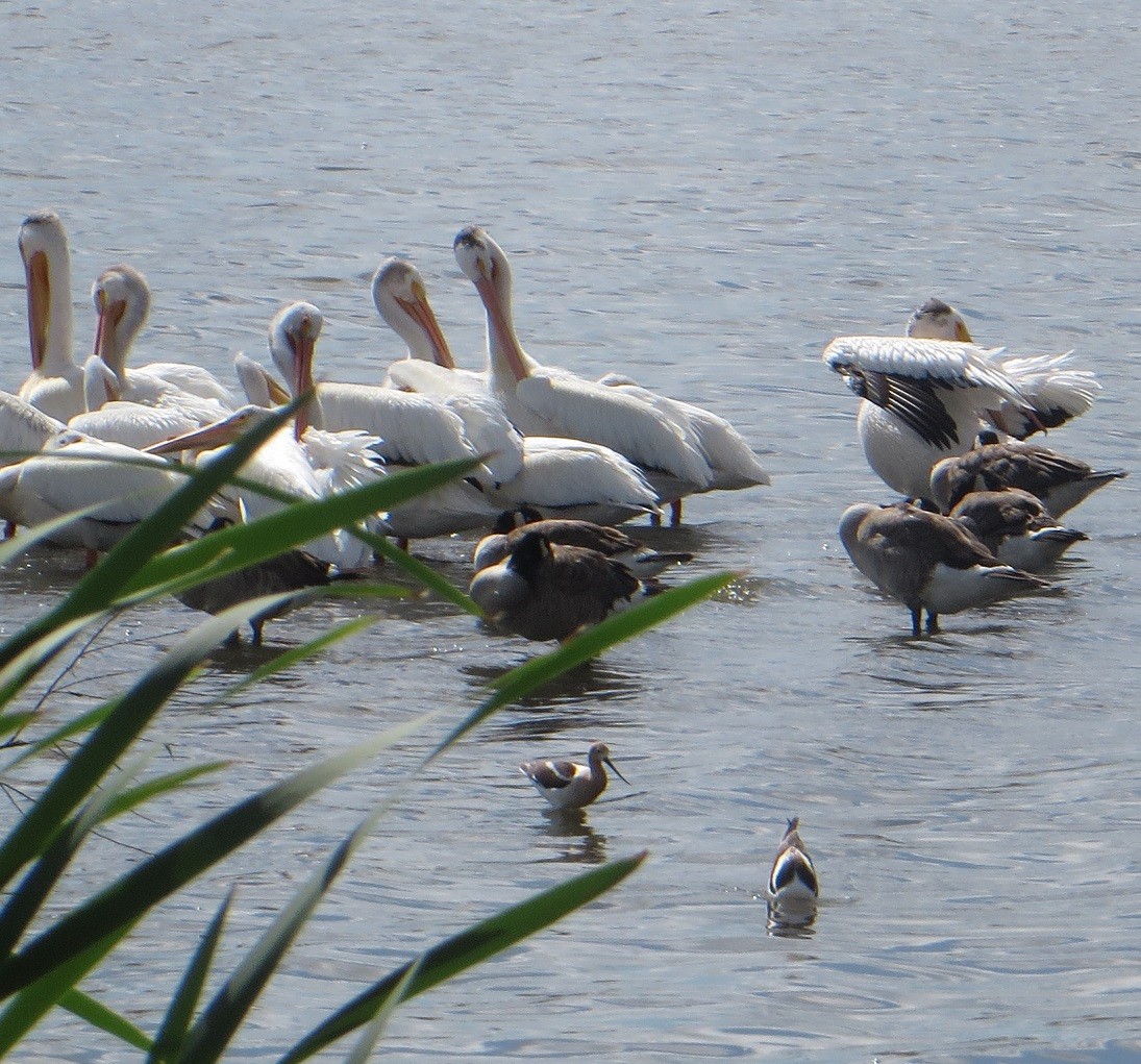 Avocette d'Amérique - ML246966611