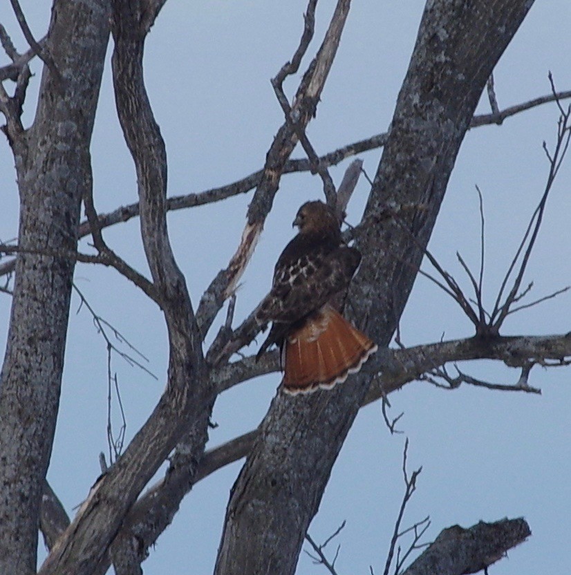 Red-tailed Hawk - ML24696691