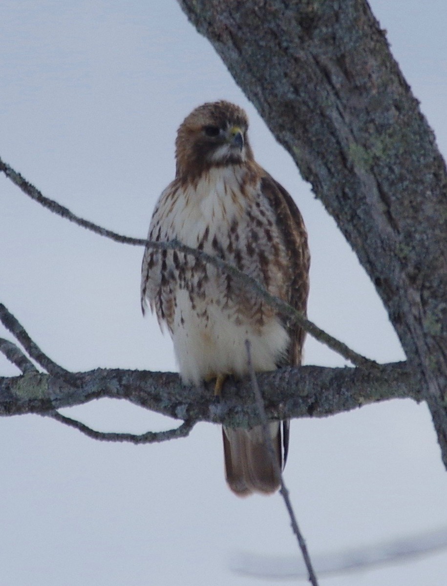 Red-tailed Hawk - ML24696711