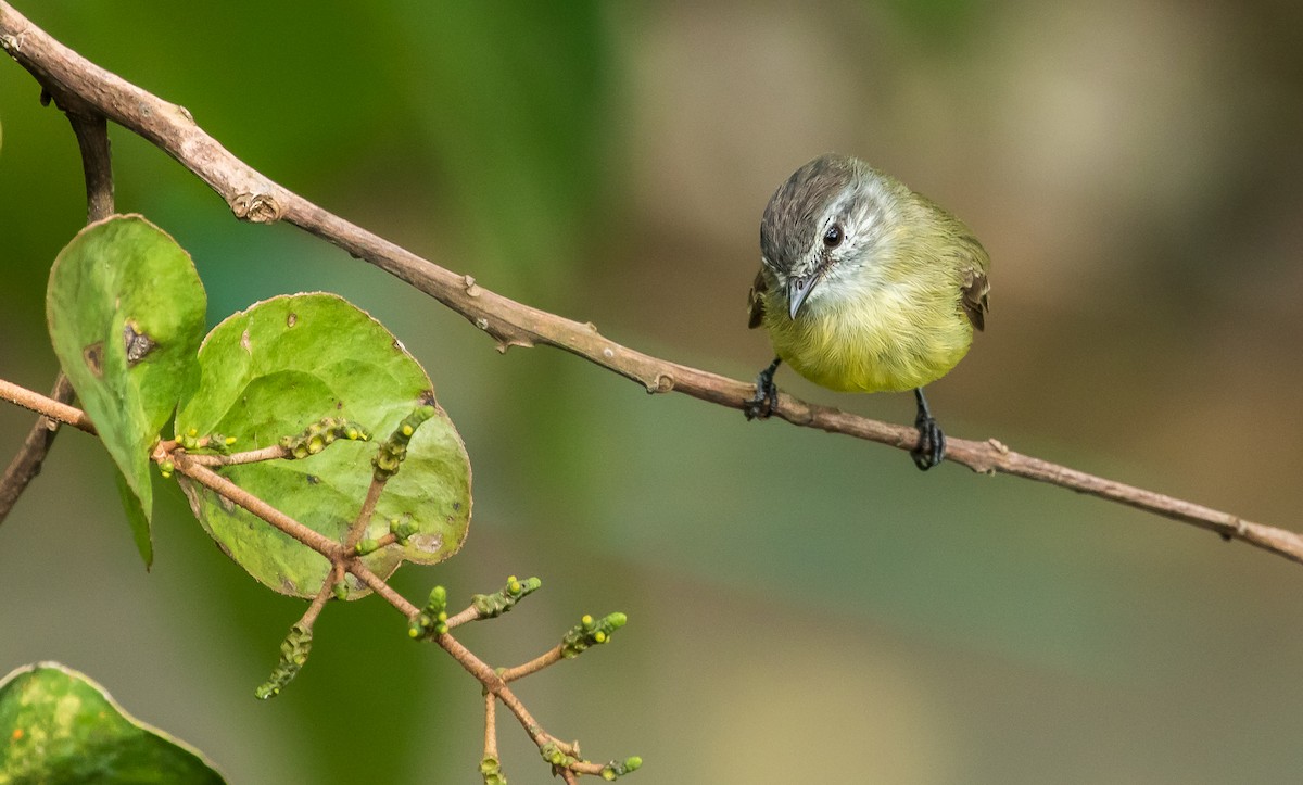 Sooty-headed Tyrannulet - ML246967691