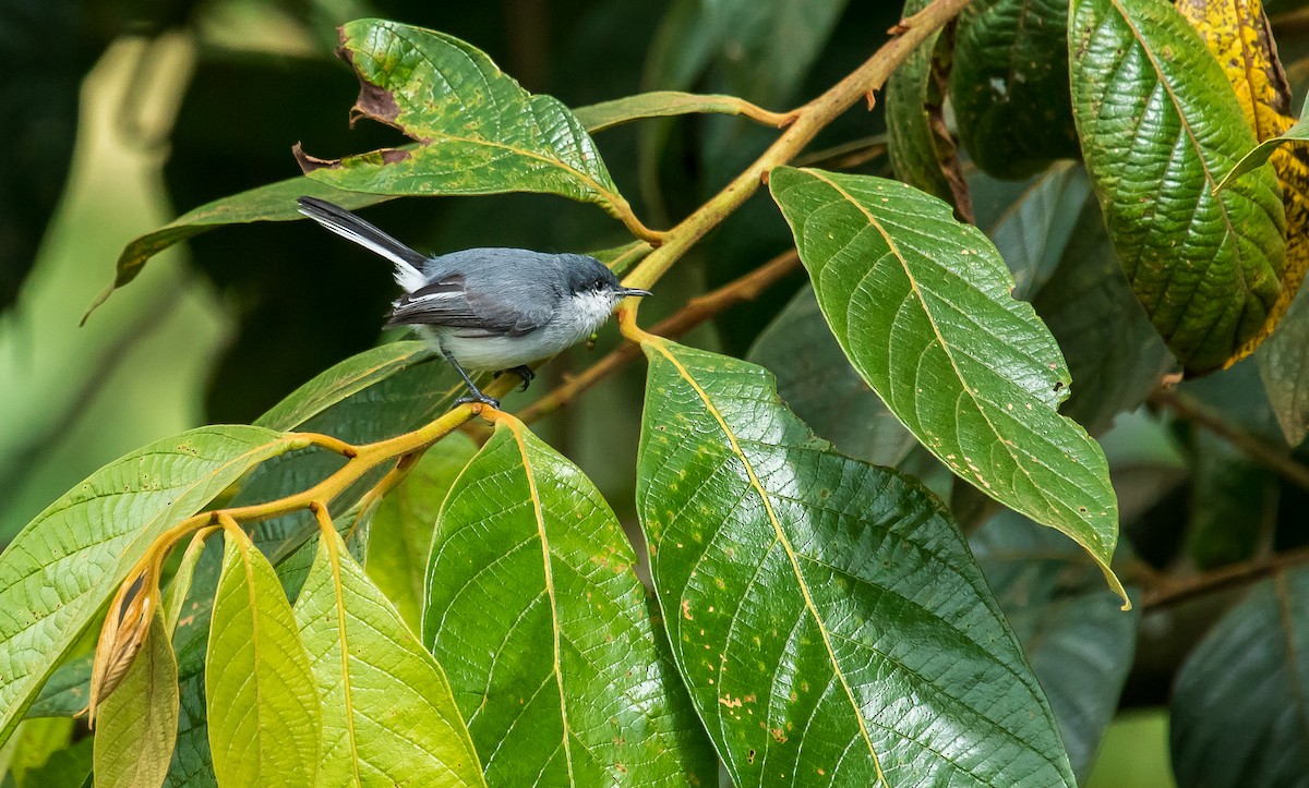 Tropical Gnatcatcher - ML246968081