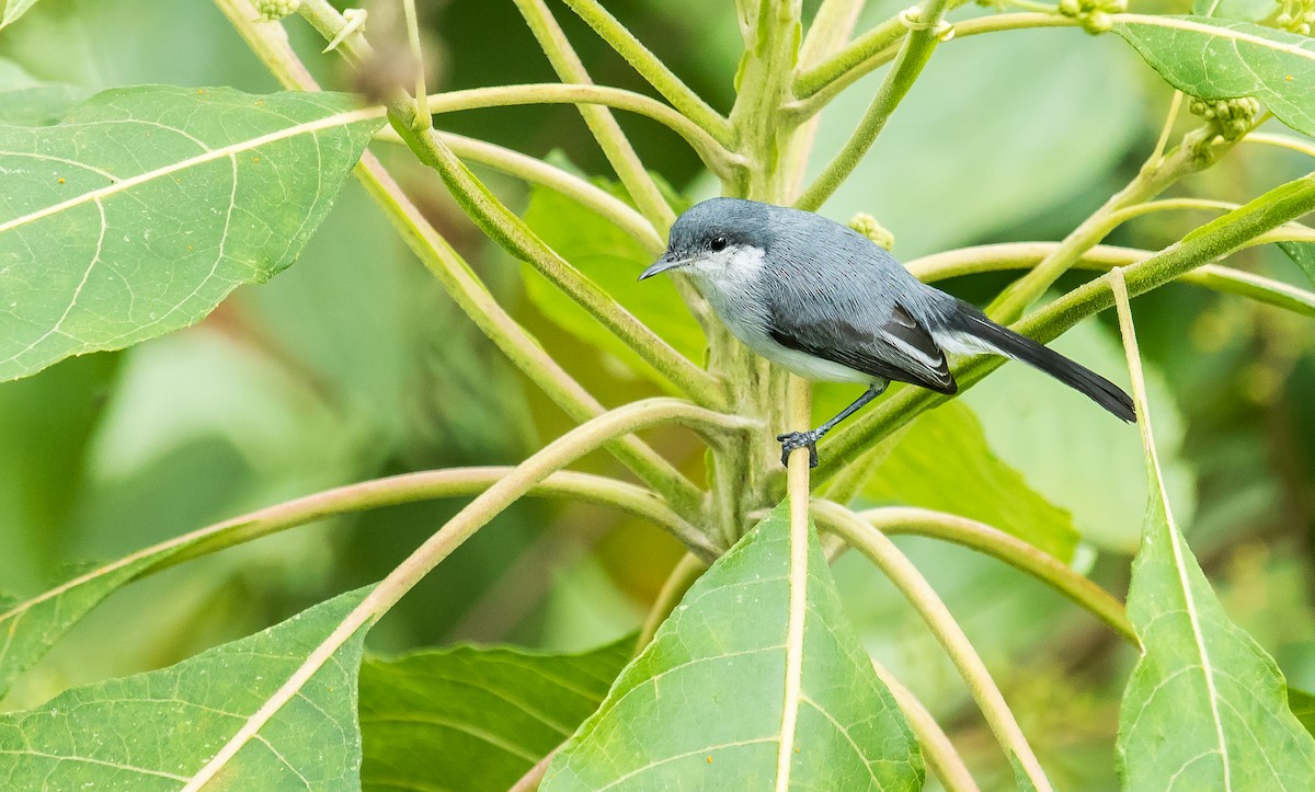 Tropical Gnatcatcher - ML246968151