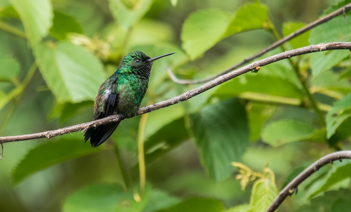 Steely-vented Hummingbird - ML246968491