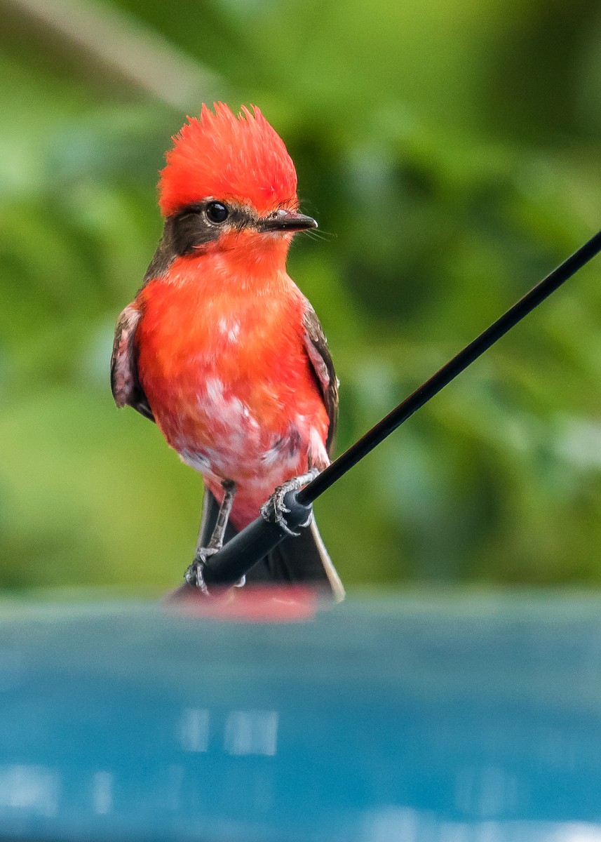 Vermilion Flycatcher - ML246968631