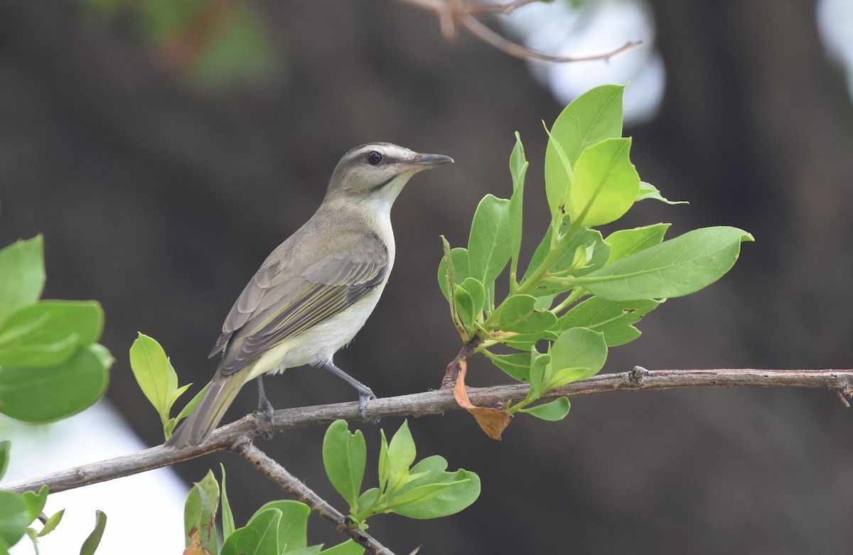 Black-whiskered Vireo - Christopher Lindsey