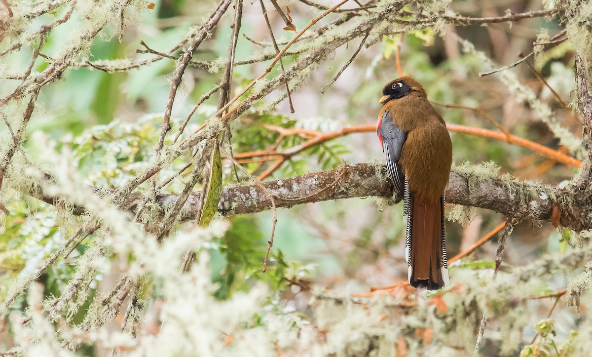 Maskeli Trogon - ML246968981