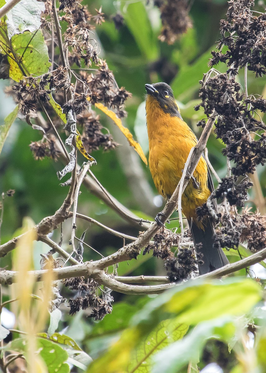 Lacrimose Mountain Tanager - ML246969001