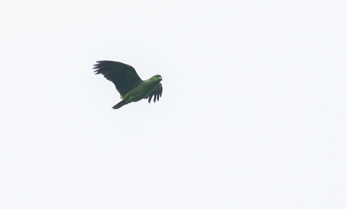 Scaly-naped Parrot - ML246969181