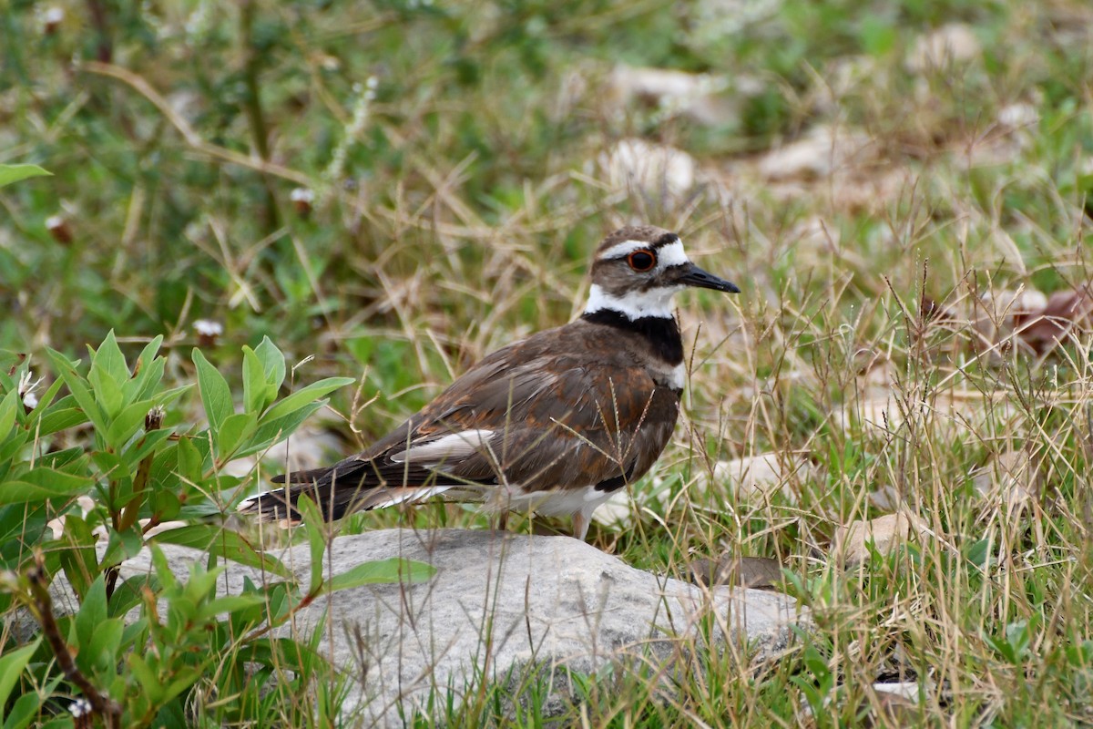 Killdeer - ML246972411