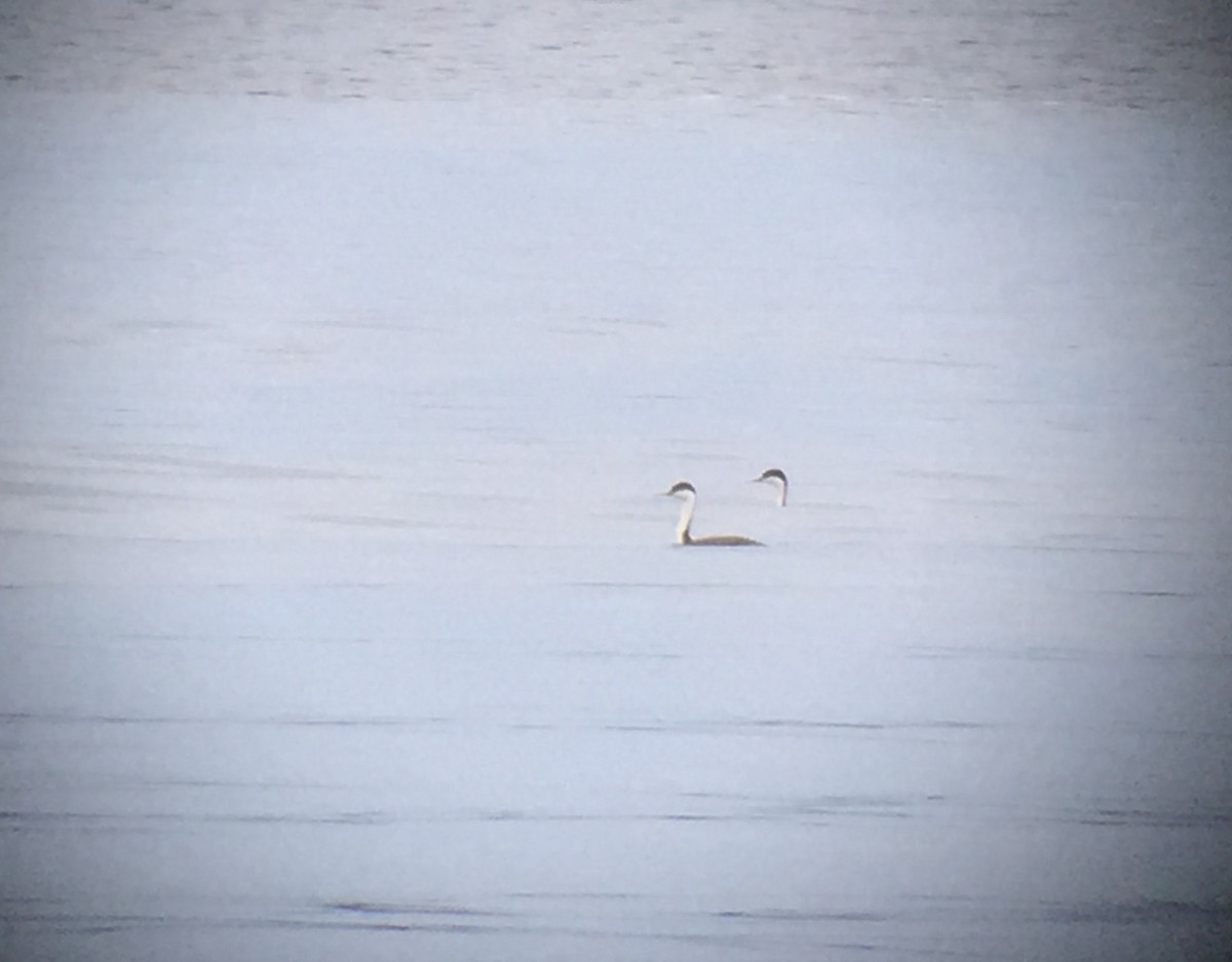 Western Grebe - ML246980521