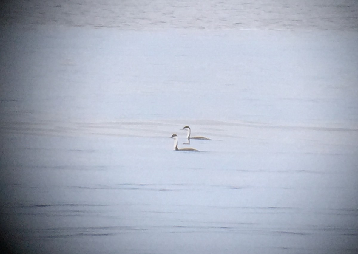 Western Grebe - ML246980531